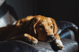 Depressão e ansiedade em animais: saiba diferenciar e como ajudar os pets